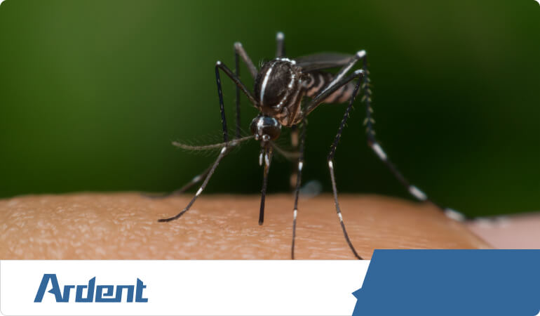 southern-mosquitos
