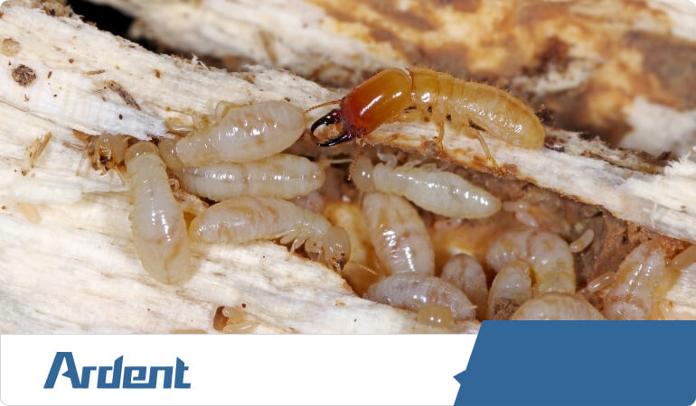 drywood-termites