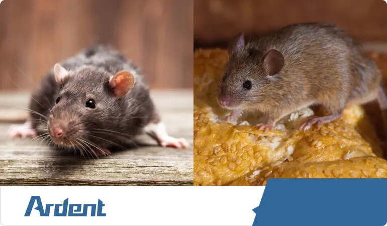 rats-and-mice