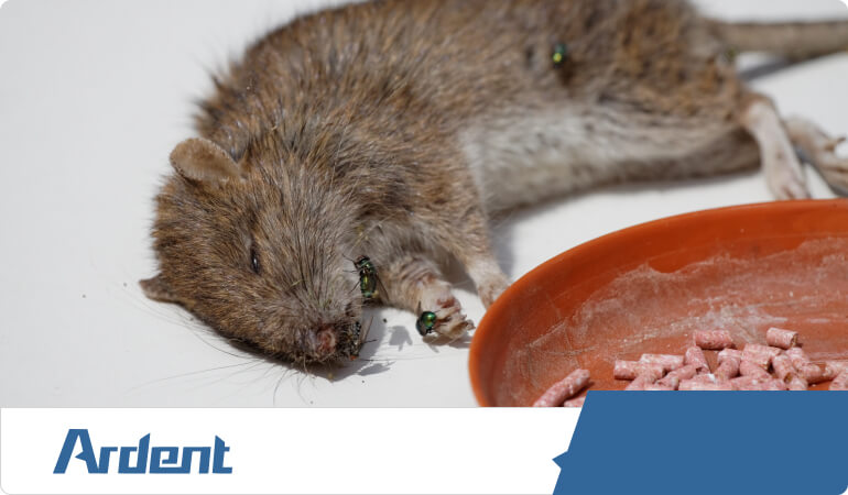 basics-of-rodent-control