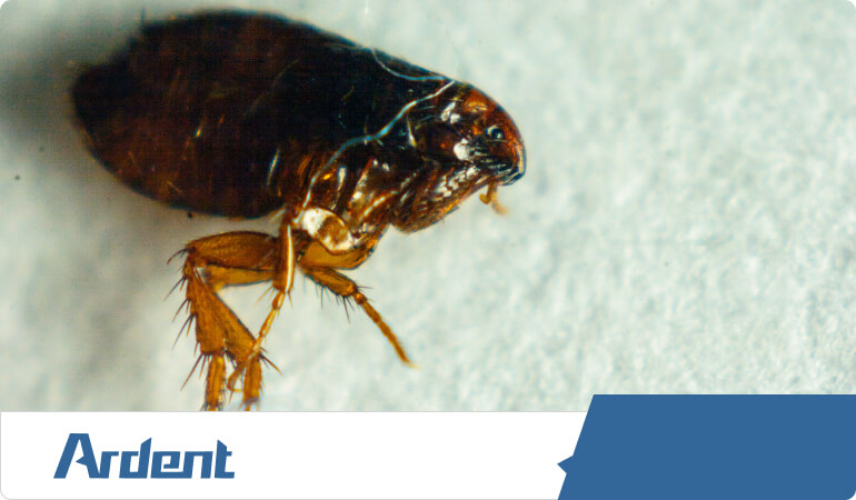 Up close picture of a flea.