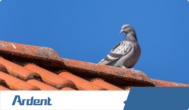 commercial-services-bird-control
