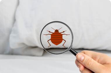 bed-bug-treatments