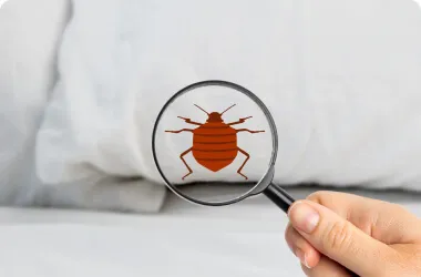 bed-bug-treatments