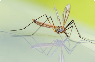 mosquito-treatments