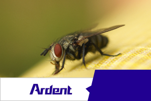 fly-control-in-richmond