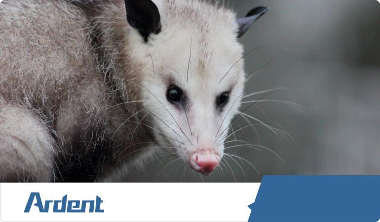 wildlife-oppossum-control-in-nashville