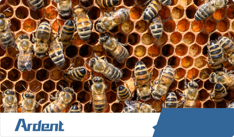 stinging-insects-bee-control-in-nashville