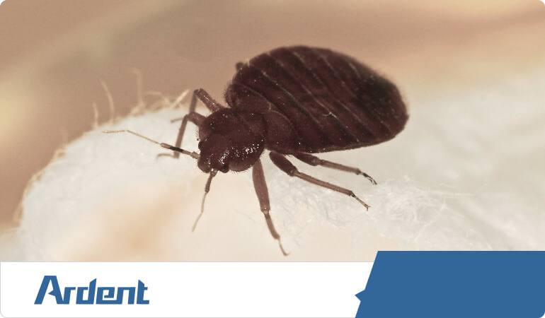 bed-bug-control-in-nashville