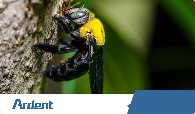 carpenter-bee--control-in-nashville