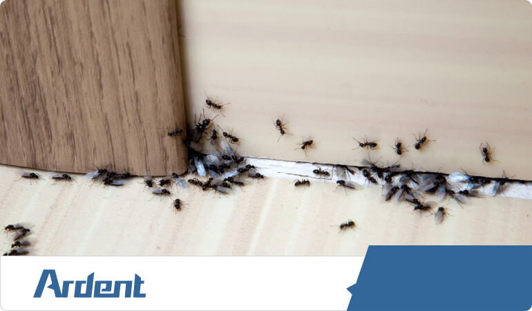 ant-control-in-nashville