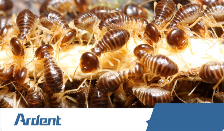 termites-control-in-nashville