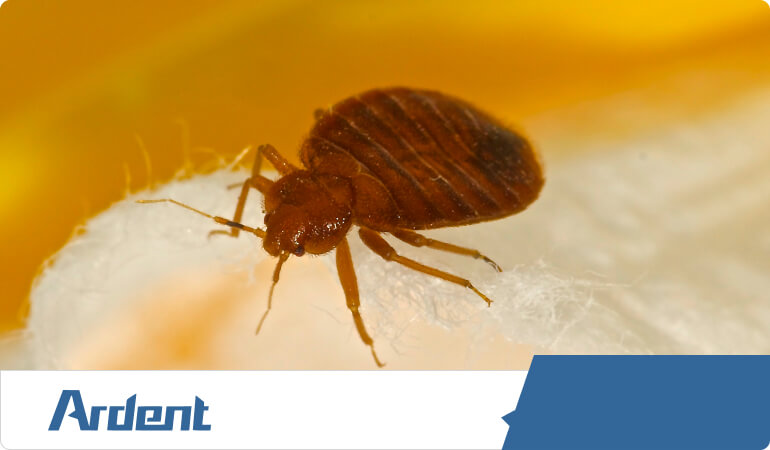 controlling-bed-bugs-in-las-vegas