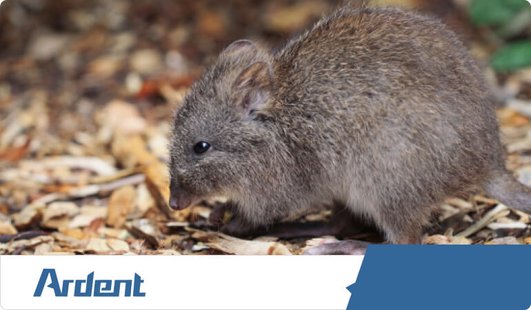 eliminating-and-controlling-rodents-in-las-vegas