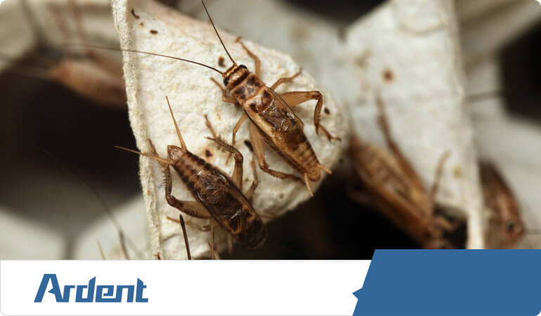 cricket-control-in-richmond