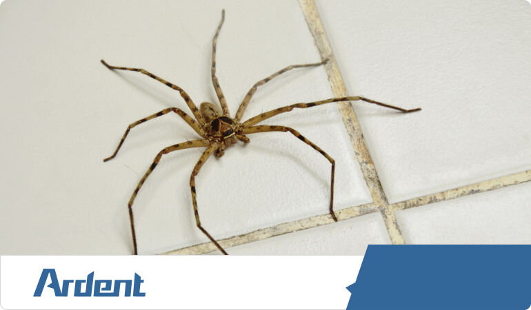 spider-control-in-oklahoma