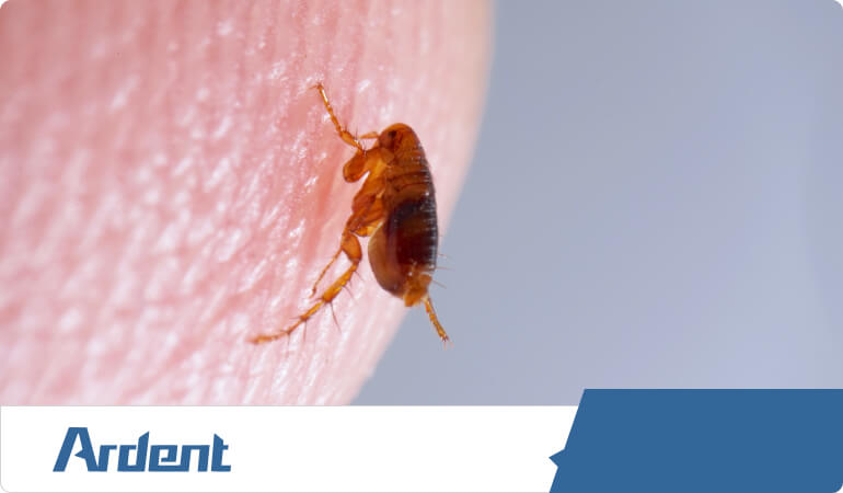 flea-control-in-richmond