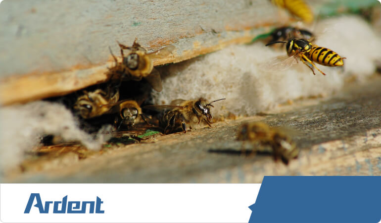 wasp-control-in-richmond