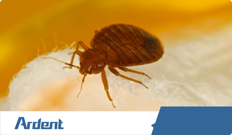 exterminate-and-control-bed-bugs