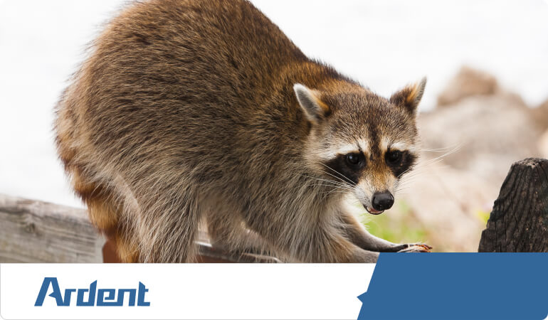wildlife-removal-experts-for-wildlife-infestation