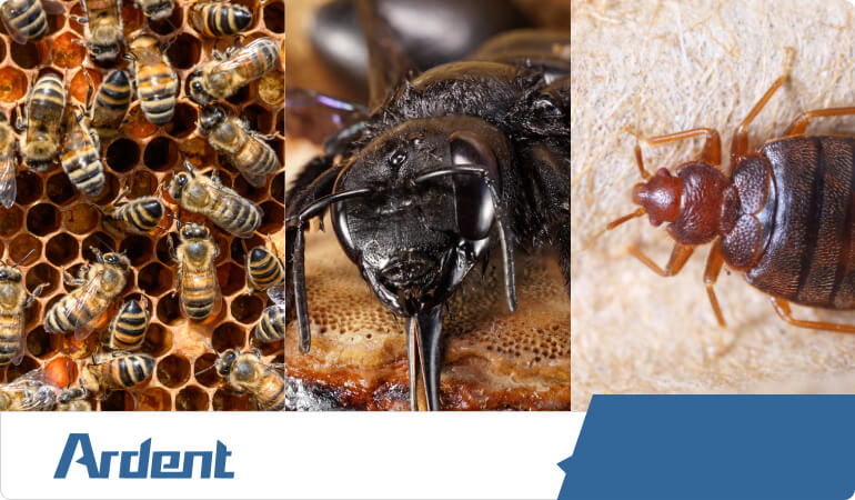 wasps-hornets-bees-carpenter-bees-yellow-jackets-scorpions