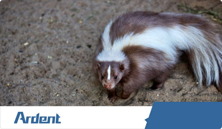 skunk-control-in-dallas