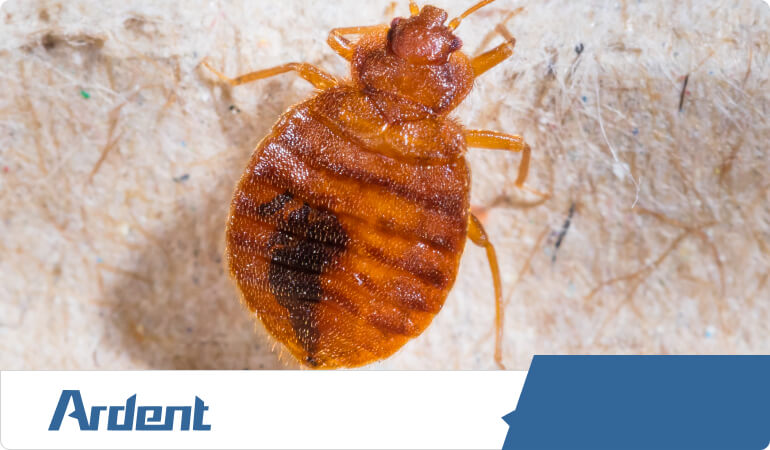 bed-bug-control-in-kansas