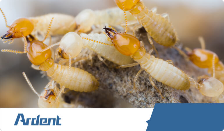 termite-control-in-kansas