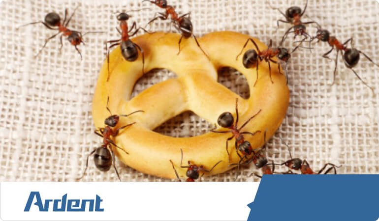 ant-control-in-kansas