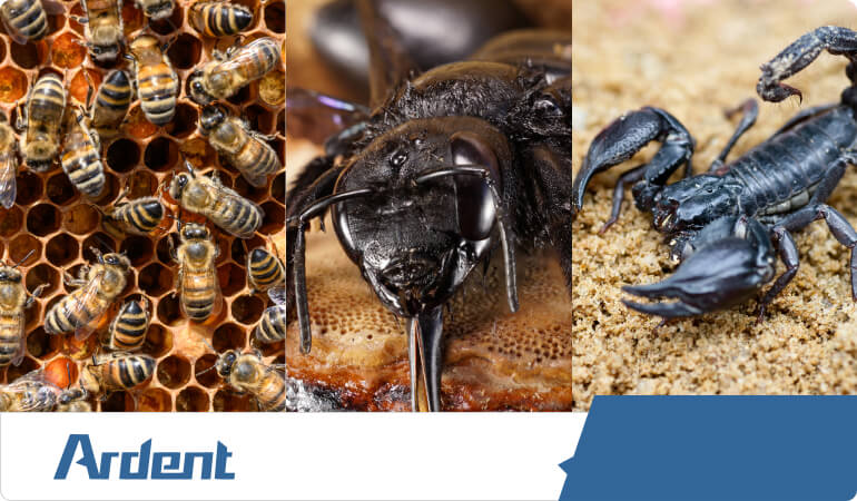 bees-wasps-hornets-carpenter-bees-yellow-jackets-in-kansas