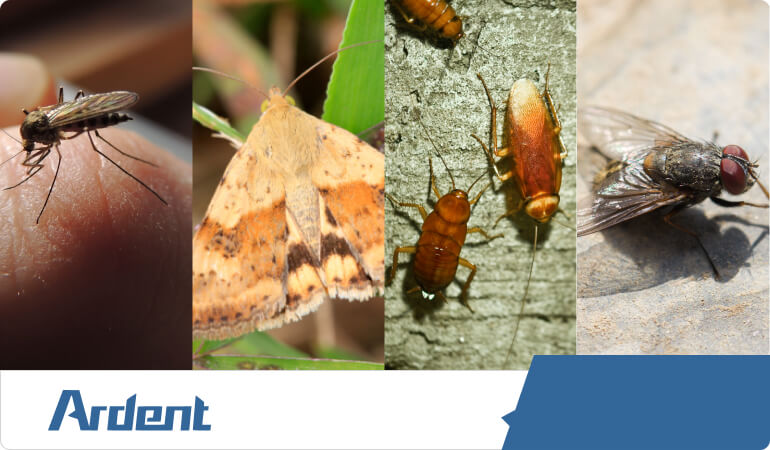 moths-flies-control-in-kansas