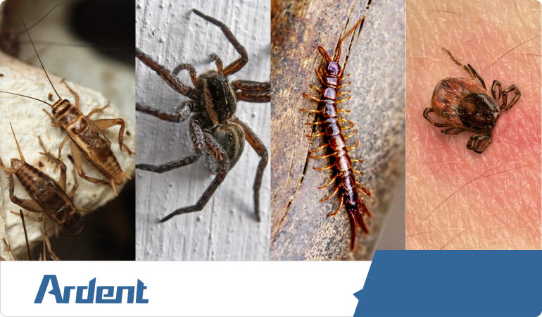 crickets-spiders-centipedes-ticks-control-in-kansas