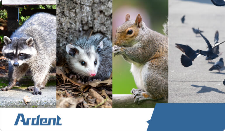 racoons-opossums-squirrels-birds-control-in-kansas