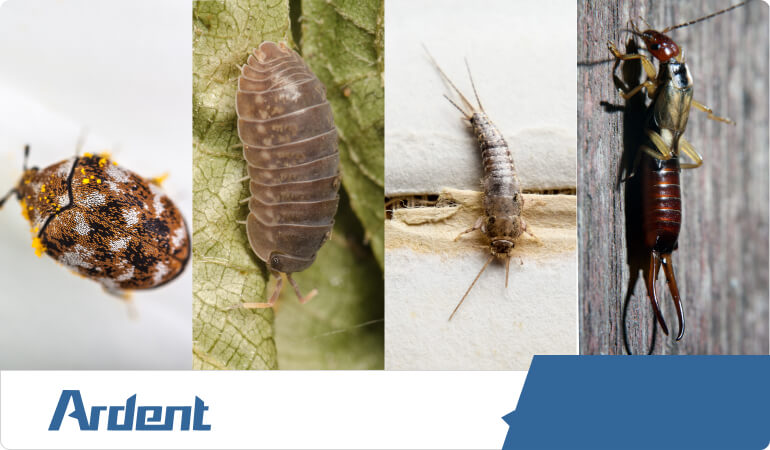 silverfish-carpet-beetles-earwigs-pillbugs-in-kansas