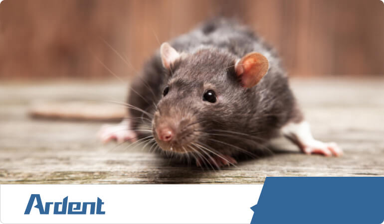 rodent-control-in-richmond