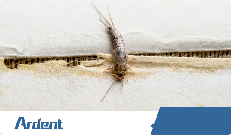 silverfish-control-in-richmond