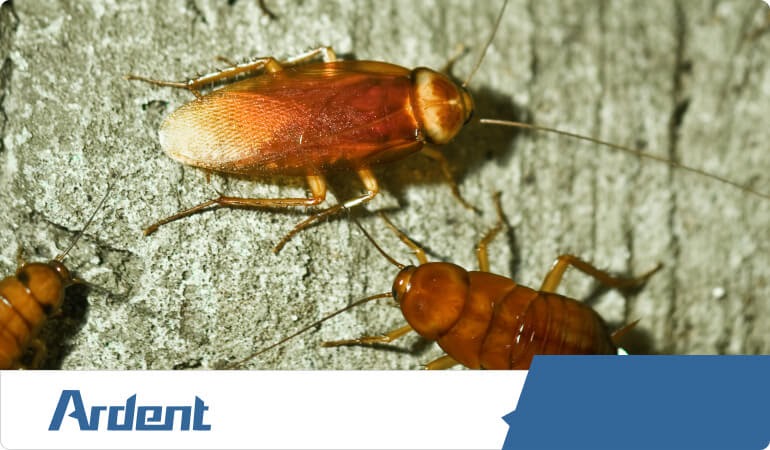 cockroach-control-in-san-antonio