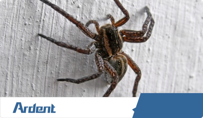 spider-control-in-san-antonio