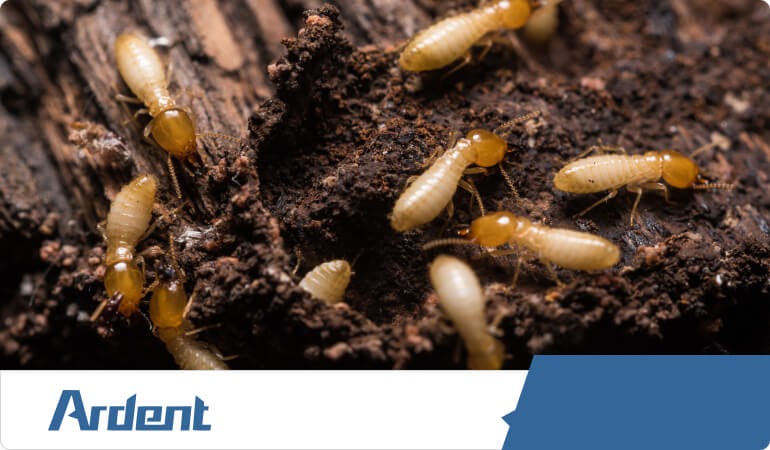termite-control-in-san-antonio
