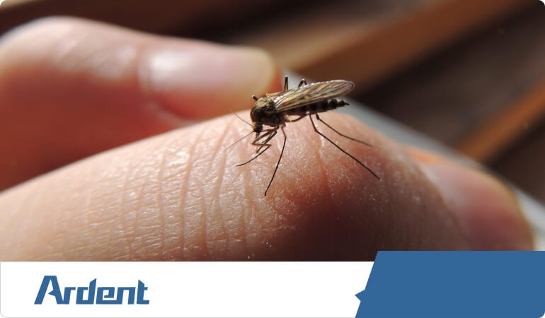 mosquito-control-in-san-antonio