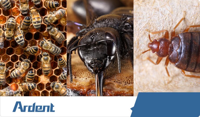 bees-stinging-insect-control-in-san-antonio