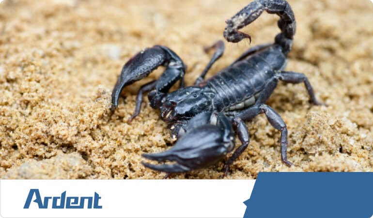 scorpion-control-in-san-antonio