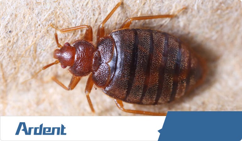bed-bug-control-in-san-antonio