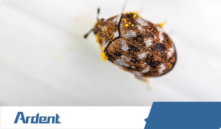 carpet-beetle-control-in-san-antonio