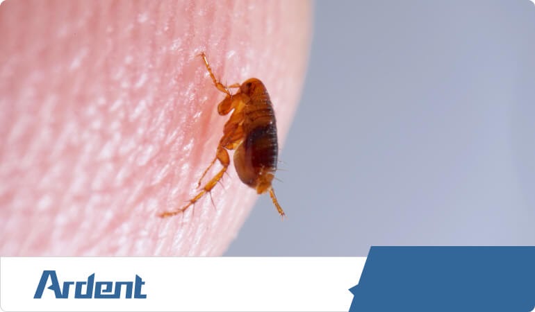 flea-control-in-san-antonio