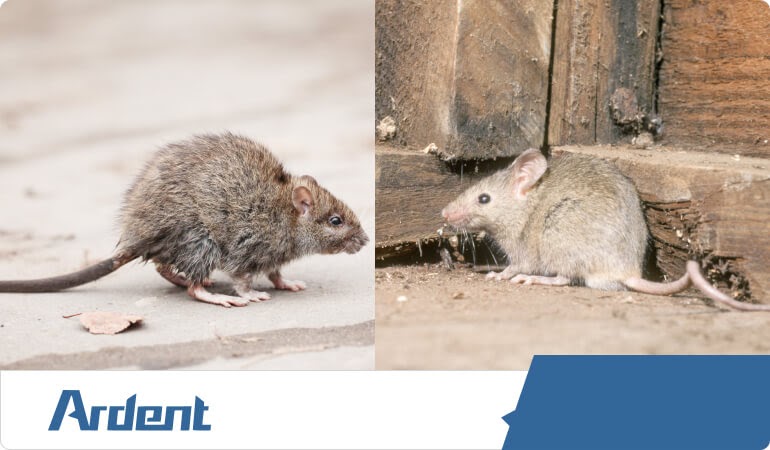 rodents-mice-and-rats-control-in-san-antonio