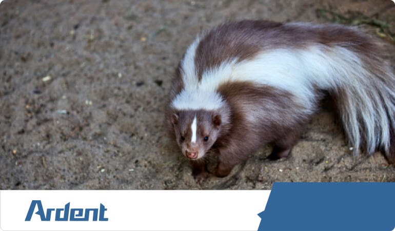 skunk-control-in-san-antonio
