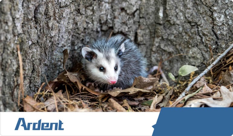 opossum-control-in-san-antonio