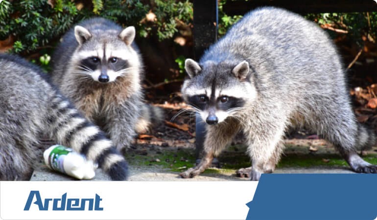 raccoon-control-in-san-antonio
