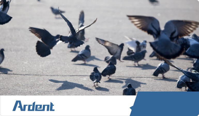 bird-control-in-san-antonio